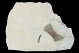 Mosasaur (Platecarpus) Paddle Bone - Kansas #96401-1